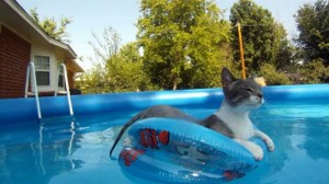 Создать мем: забавные животные, котов бассейне, котик в бассейне