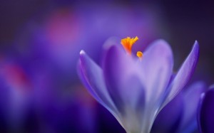 Create meme: lilac flowers photo, crocuses, purple flowers
