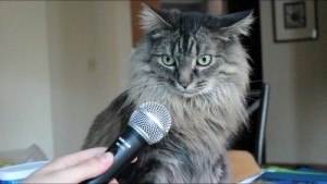 Создать мем: Кот с микрофоном