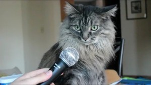 Создать мем: удивленный кот с микрофоном, удивленный кот с микрофоном мем, мем кот с микрофоном