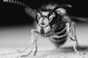 Создать мем: картинки пчелы осы шмели, оса воин фото, хищные насекомые
