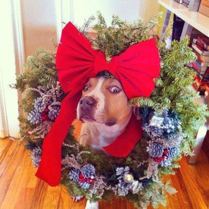 Создать мем: собака в мишуре, собака наряжает елку, приколы про новогодние праздники