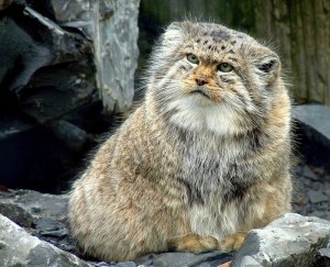 Marumaru Manul