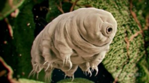 Создать мем: тихоходка (tardigrada), животное тихоходка, медвежья тихоходка
