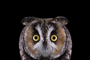 Create meme: owls, long-eared owl
