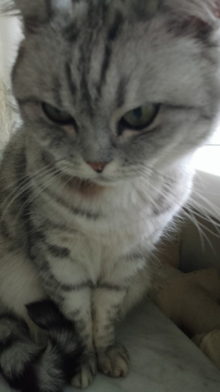 Create meme: British shorthair cat, cat home, cats 