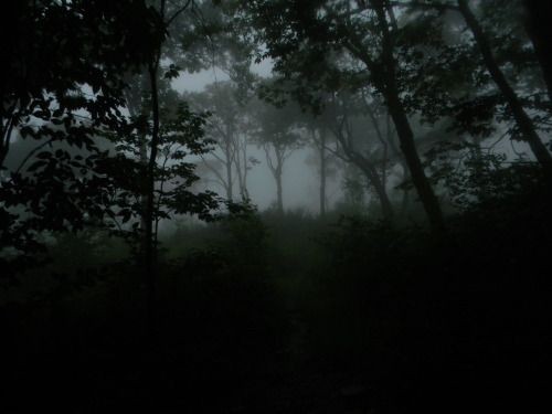 Create meme: dark photos, fog forest, forest 