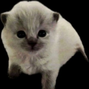 Create meme: kittens silver chinchilla, Scottish, kitty white