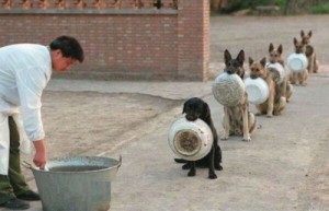Создать мем: розыскные собаки, китайский полицейский, обед