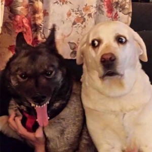 Create meme: dog, dog, Labrador dog