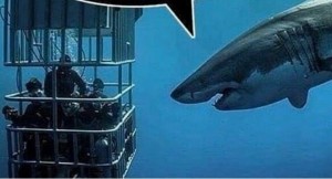 Create meme: shark, comfort zone picture with a shark, great white shark