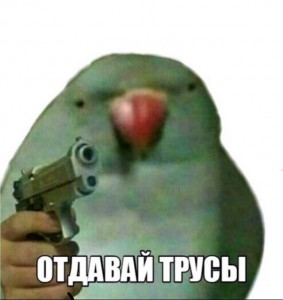 Create meme: gun photo of the parrot, meme, give briefs parrot
