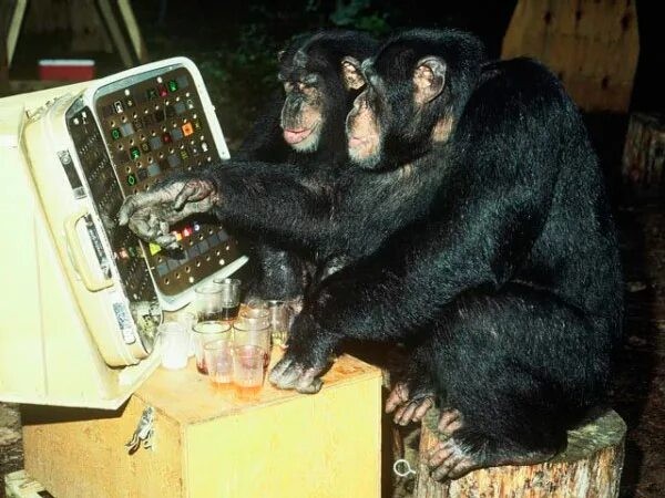 Create meme: apes , monkey behind a computer, monkey 