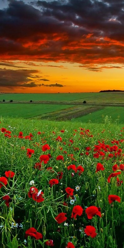 Create meme: field meadow, sunset flowers, nature field 