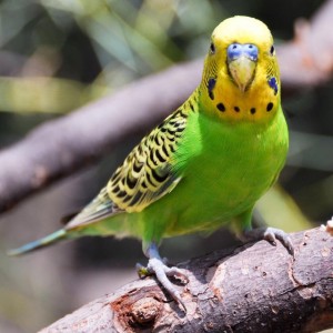 Создать мем: желтоголовый волнистый попугай, волнистый попугайчик зеленый, зелёный попугай волнистый