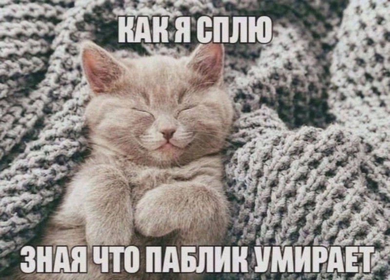 Создать мем: милые котики, споки ноки, спящий котик