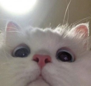 Создать мем: камерофон, голубоглазая кошка, котики с сердечками над головой