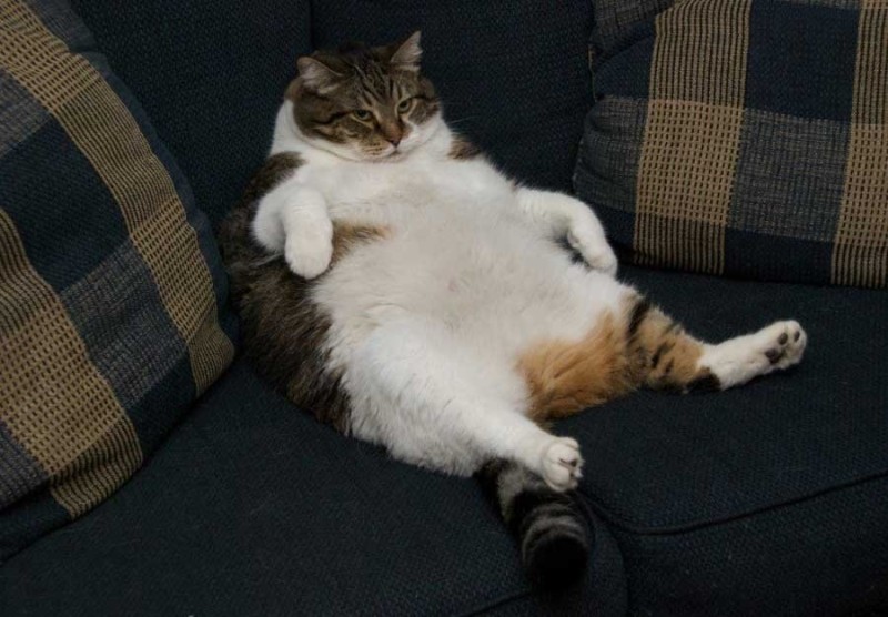 Create meme: fat cat , fat cat , fat lazy cat