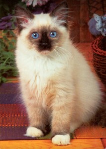 Create meme: ragdoll cat, breed ragdoll