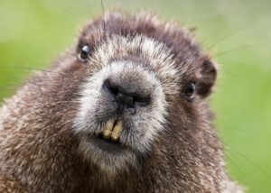 Create meme: beavers good, beaver, bober