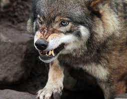 Create meme: wolf, GIF grin of a wolf, grin