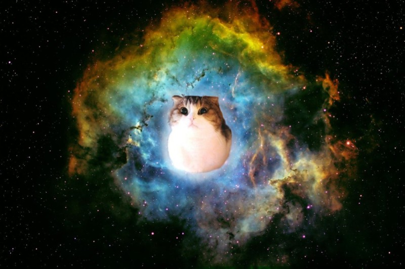 Создать мем: коты в космосе, кошка в космосе, космические котики