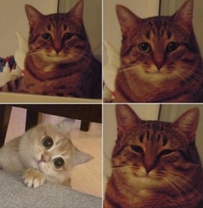 Создать мем: коты из мемов, круто мем кот, одобряющий кот мем