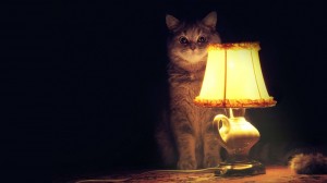 Create meme: lamp cat, time fucking stories, cat with lamp picture