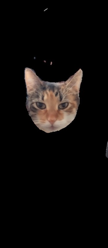 Create meme: cat face, cat's head, cat 