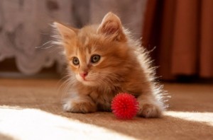 Создать мем: котята маленькие пушистые, котята маленькие милые, котенок рыжий