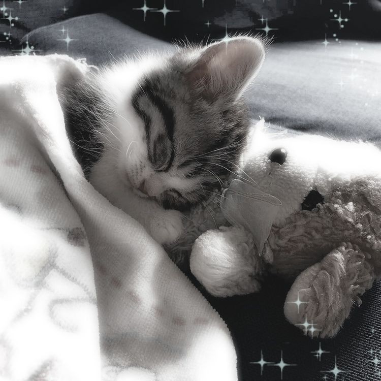 Создать мем: спящие котята, милые котики 2023, спокойной ночи котенок