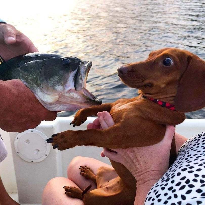 Create meme: fish dog, The fish is a dog, the dachshund is funny