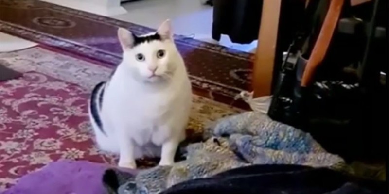 Create meme: the cat from the meme, cat meme , fat cat 