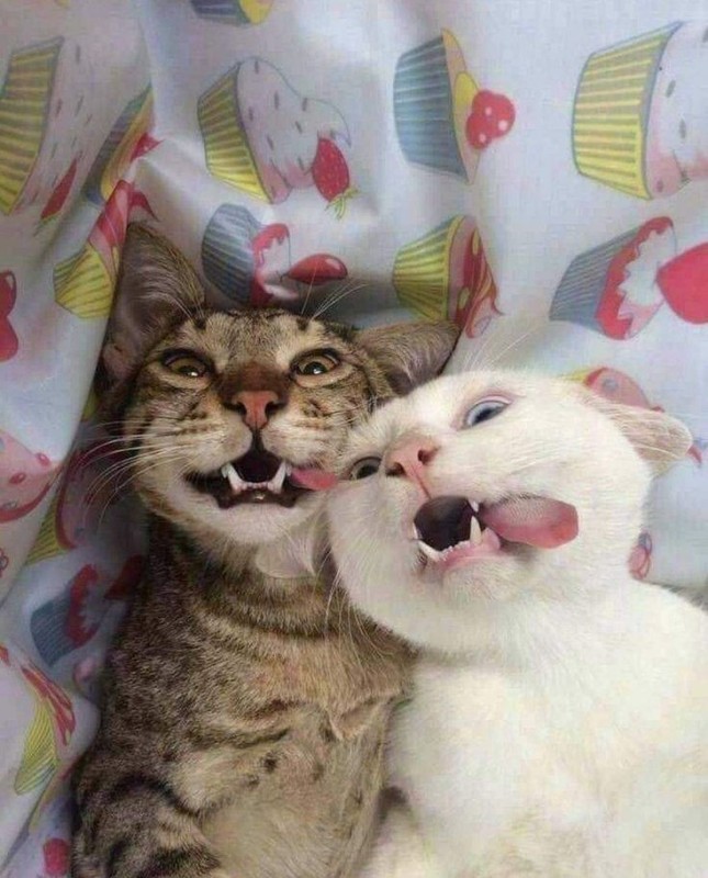 Создать мем: два кота селфи, кот дурачится, котики любовь