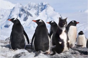 Создать мем: penguin, penguins, папуанский пингвин