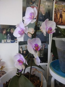Create meme: Phalaenopsis Schiller (p. schilleriana x sib), Phalaenopsis sogo tinna, Phalaenopsis