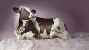 Создать мем: корова в платье, корова креатив, красивая корова