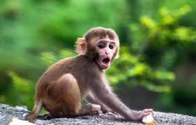 Создать мем: обезьяна макака, красивая обезьянка, обезьяна маленькая
