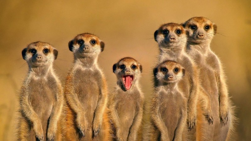 Create meme: meerkats family, meerkats , meerkat 