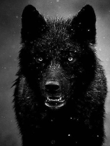 Create meme: black wolf, black wolf tumblr, black wolf avatar