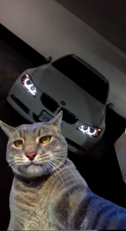 Create meme: cat, a cat takes a selfie on the background of a bmw, the cat is photographed with the car