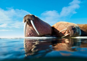 Создать мем: атлантический морж, морж животное, морской слон