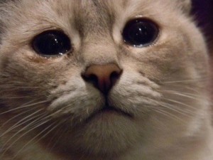 Create meme: sad cat, sad cats pictures with tears, does this mean the cat