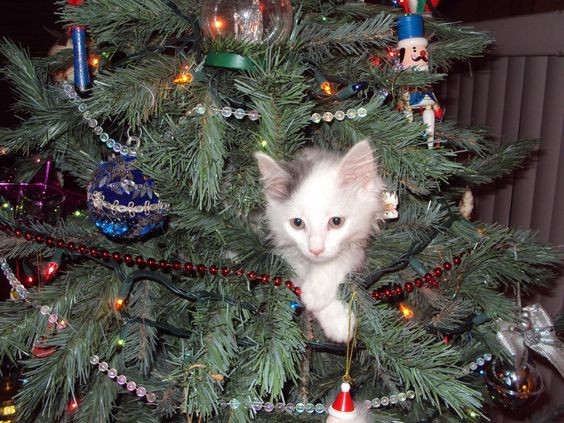 Создать мем: наряженная елка, белый котенок новый год, новый год кот