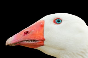Create meme: mouth goose, teeth goose, goose head