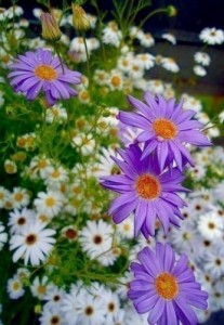 Create meme: perennial asters, a flower blooms, Astra