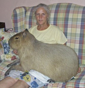 Create meme: large hamster capybara