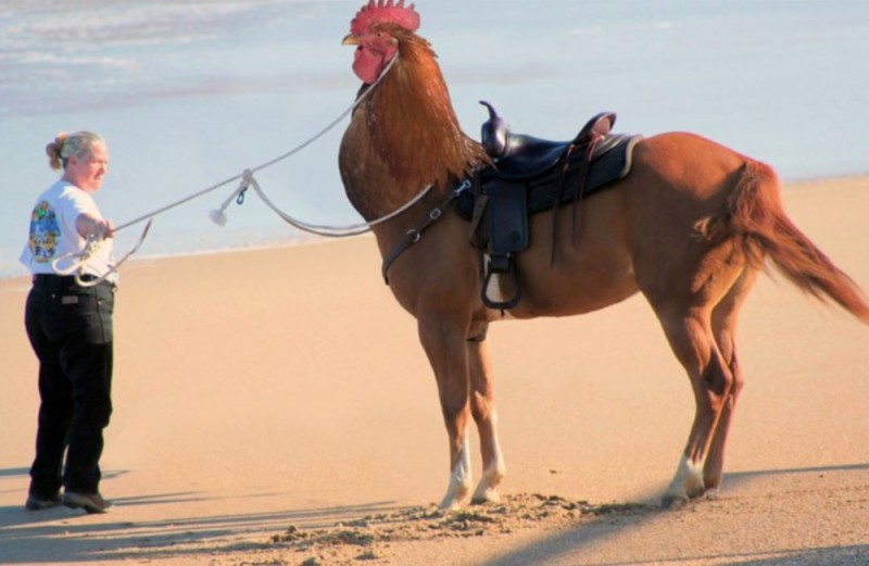 Create meme: horse , horse and chicken, arabian horse
