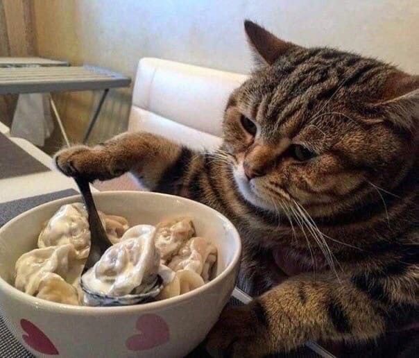 Create meme: dumplings cat, cat eats dumplings, cat eats dumplings meme