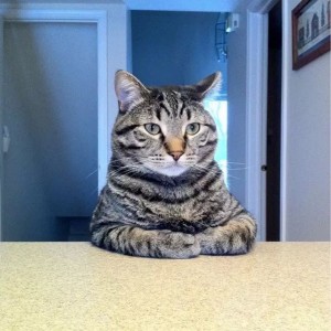 Create meme: cat, the cat table meme, cat serious conversation